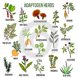 Adaptogen herbs. Hand drawn set of medicinal plants