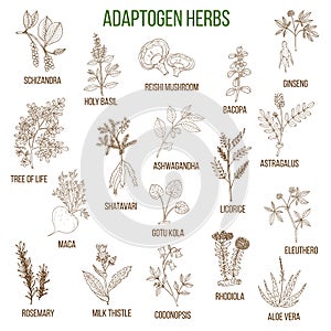 Adaptogen herbs. Hand drawn set of medicinal plants