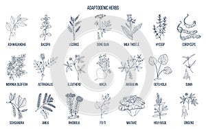 Adaptogen herbs. Hand drawn vector