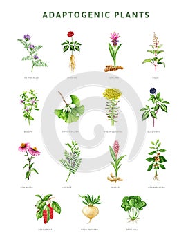 Adaptogenic plant and herb painted set. Watercolor botanical illustration. Hand drawn medicinal various herb collection
