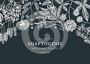 Adaptogenic plants background. With hand-sketched medicinal herbs, weeds, berries, leaves on chalkboard. Vector adaptogens vintage