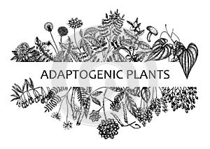 Adaptogenic plants banner. Hand-sketched medicinal herbs, weeds, berries, leaves frame design. Perfect for brands, label,