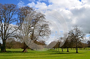 Adare Ireland with a Row of Trees All In Line