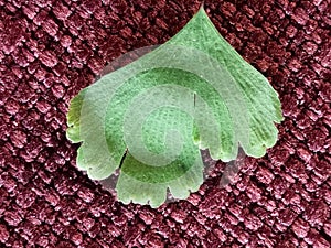 The adaxial face ADET or upper sides of the flat heart-shaped lime green leaflets.