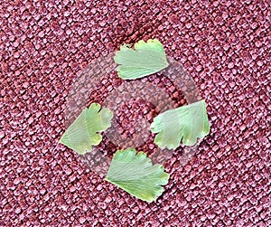 The adaxial face ADET or upper sides of the flat heart-shaped lime green leaflets.