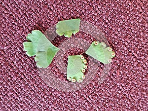 The adaxial face or upper sides and the abaxial face or lower sides with spores of flat heart-shaped lime green leaflet.