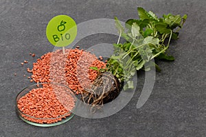 Add Mineral Chemical fertilizer in soli help plant to grow