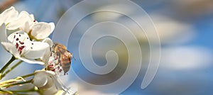 Add text banner of bee on flower