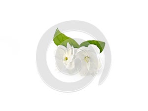 Arabian jasmine flowers with leaves isolated on white background