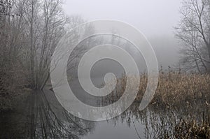 Adda river ramification #1, lombardy