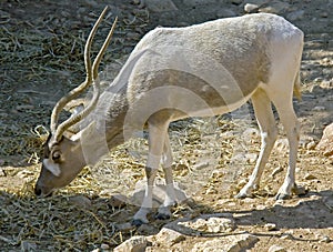 Addax antelope 1 photo