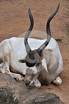 A addax