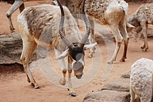 The addax