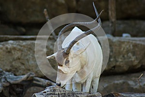 Addax (Addax nasomaculatus), white antelope or screwhorn antelope, zoologic