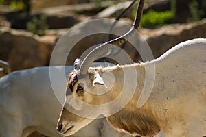 Addax (Addax nasomaculatus), white antelope or screwhorn antelope, zoologic