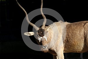 An Addax. Also known as a White Antelope or Screwhorn Antelope.