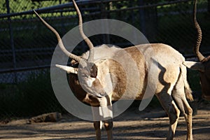 An Addax. Also known as a White Antelope or Screwhorn Antelope.