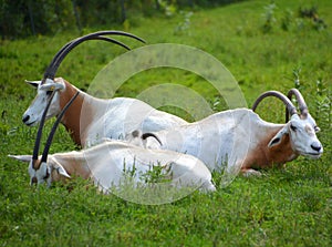 Addax, also known as the white antelope and the screwhorn antelope