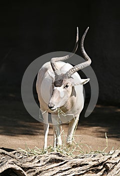 Addax Antelope photo