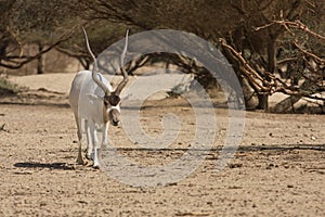 Addax antelope photo
