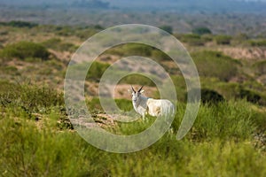 Addax antelope on the hill in National Park Souss-Massa, Agadir, Morocco