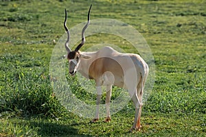 Addax Antelope - Horned Antelope