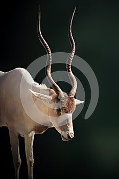 Addax Antelope - Horned Antelope