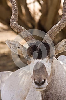 Addax antelope portrait photo
