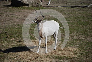 Addax antelope watching