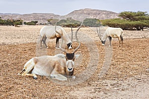 Addax and Arabian oryx are grazing in the desert. Animals wildlife. Travel in nature reserves. Watching of animals