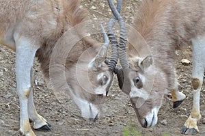 Addax challenge 3