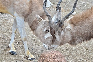 Addax challenge 5