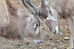 Addax challenge 2