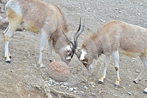 addax challenge