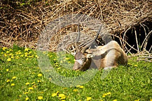 Addax eating grass