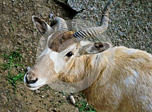Addax nasomaculatus antelope photo