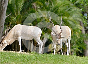 Addax