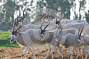 Addax white antelopes