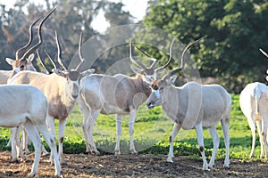 Addax white antelopes.