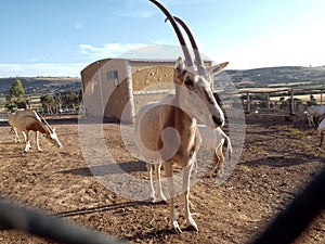 The Addax in Zoo