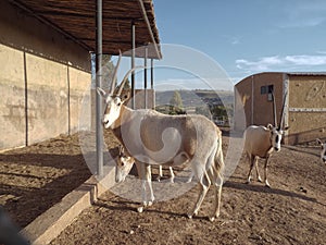 The Addax in Zoo