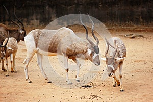 Addax in the zoo photo