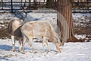 Addax at ZOO