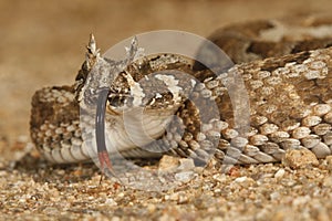 Adder photo