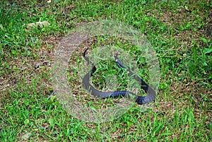 Adder in the green grass