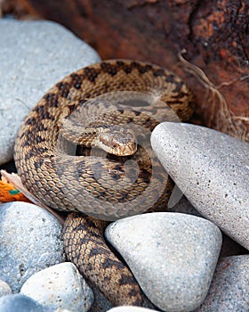 Adder located in North Wales, UK Vipera beers