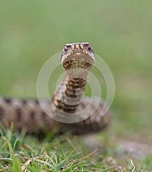 Adder