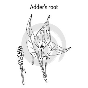 Adder s root Arum maculatum , medicinal plant