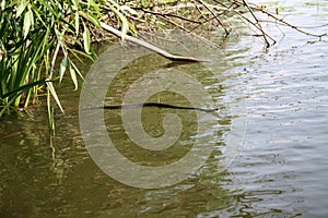 Adder snake swim in river. Europe, summer day. Non-venomous natrix - grass snake or water snake.