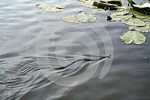 Adder snake swim in river. Europe, summer day. Non-venomous natrix - grass snake or water snake.